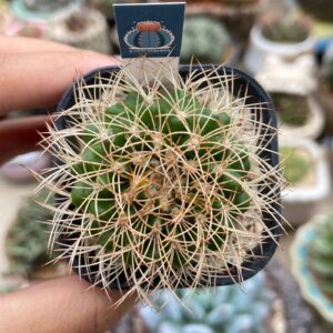 Discocactus araneispinus