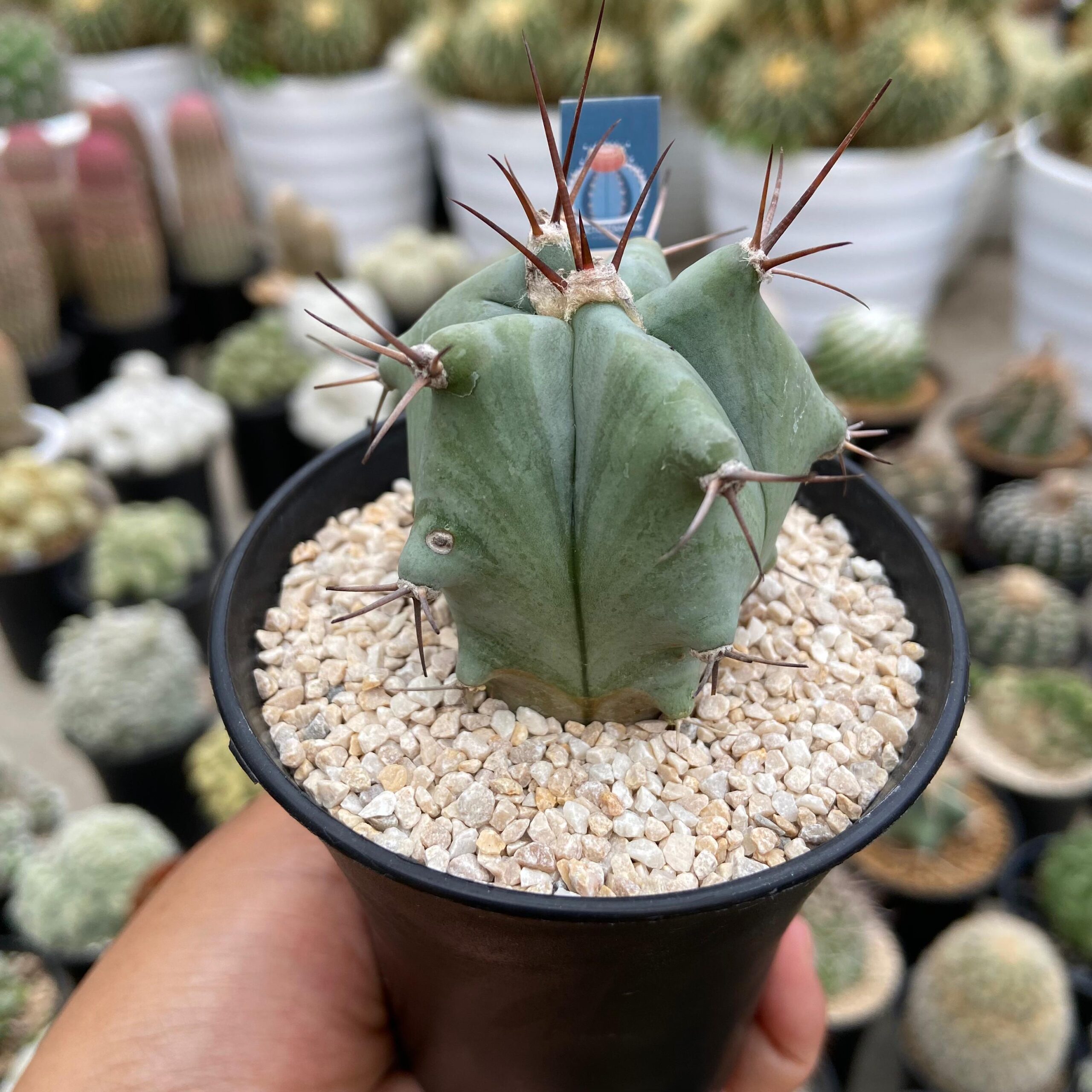 Echinocactus platyacantuhus - Image 2