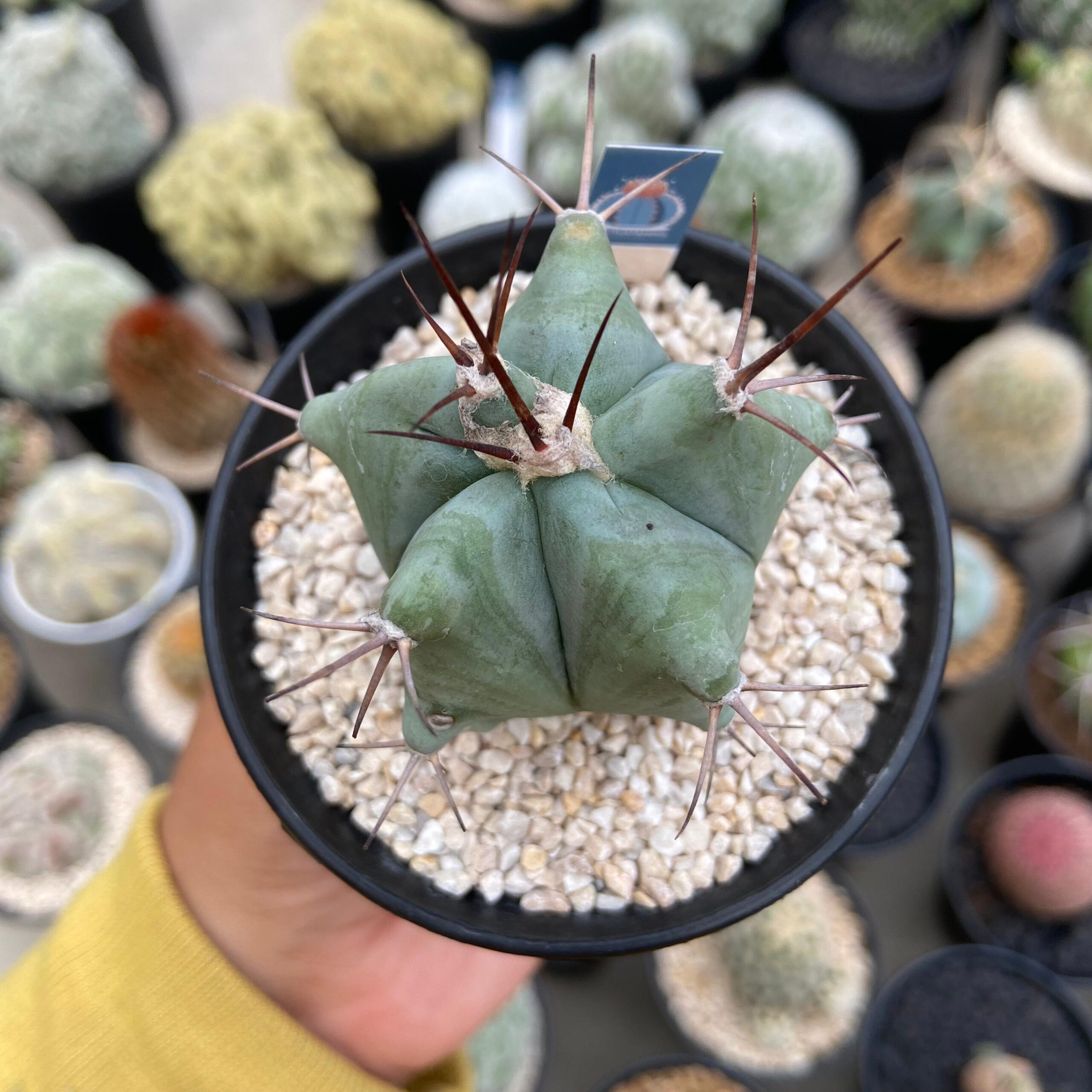 Echinocactus platyacantuhus