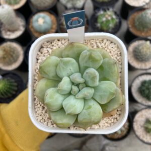 Echeveria Cream puff