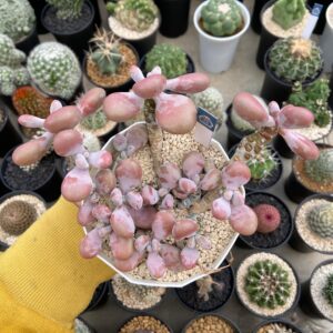 Echeveria amethystinum