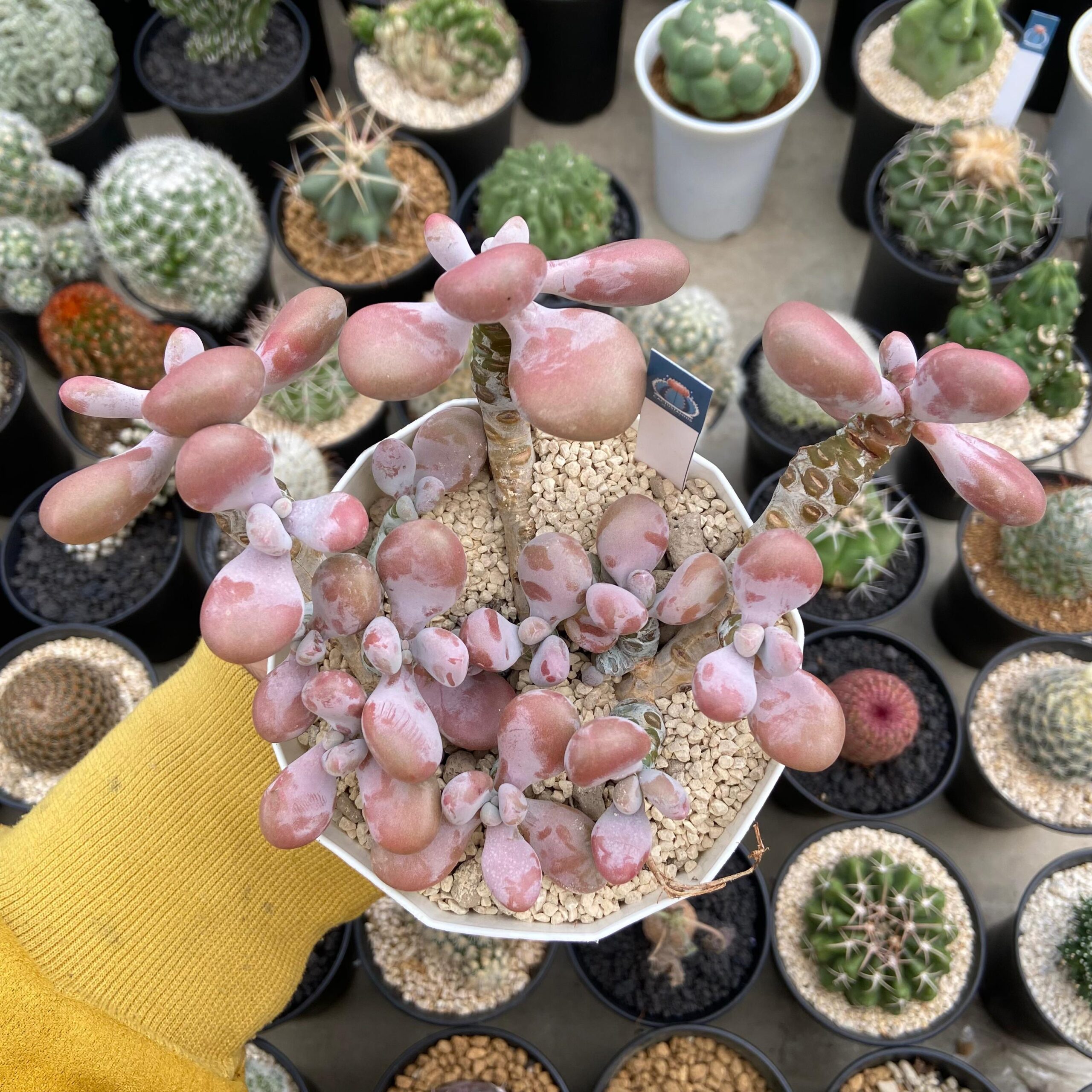 Echeveria amethystinum