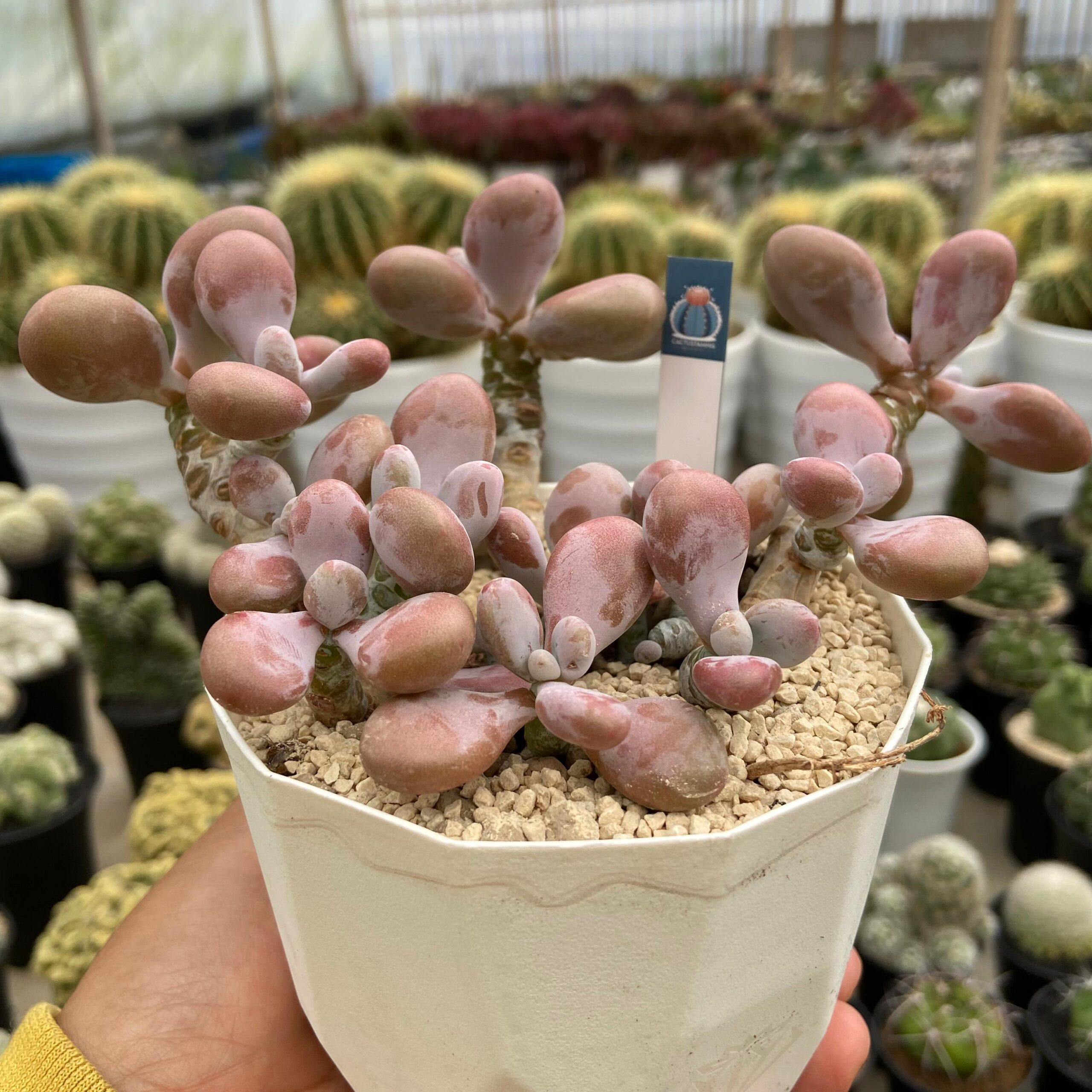 Echeveria amethystinum - Image 2