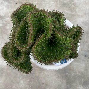 Euphorbia lactea grafting