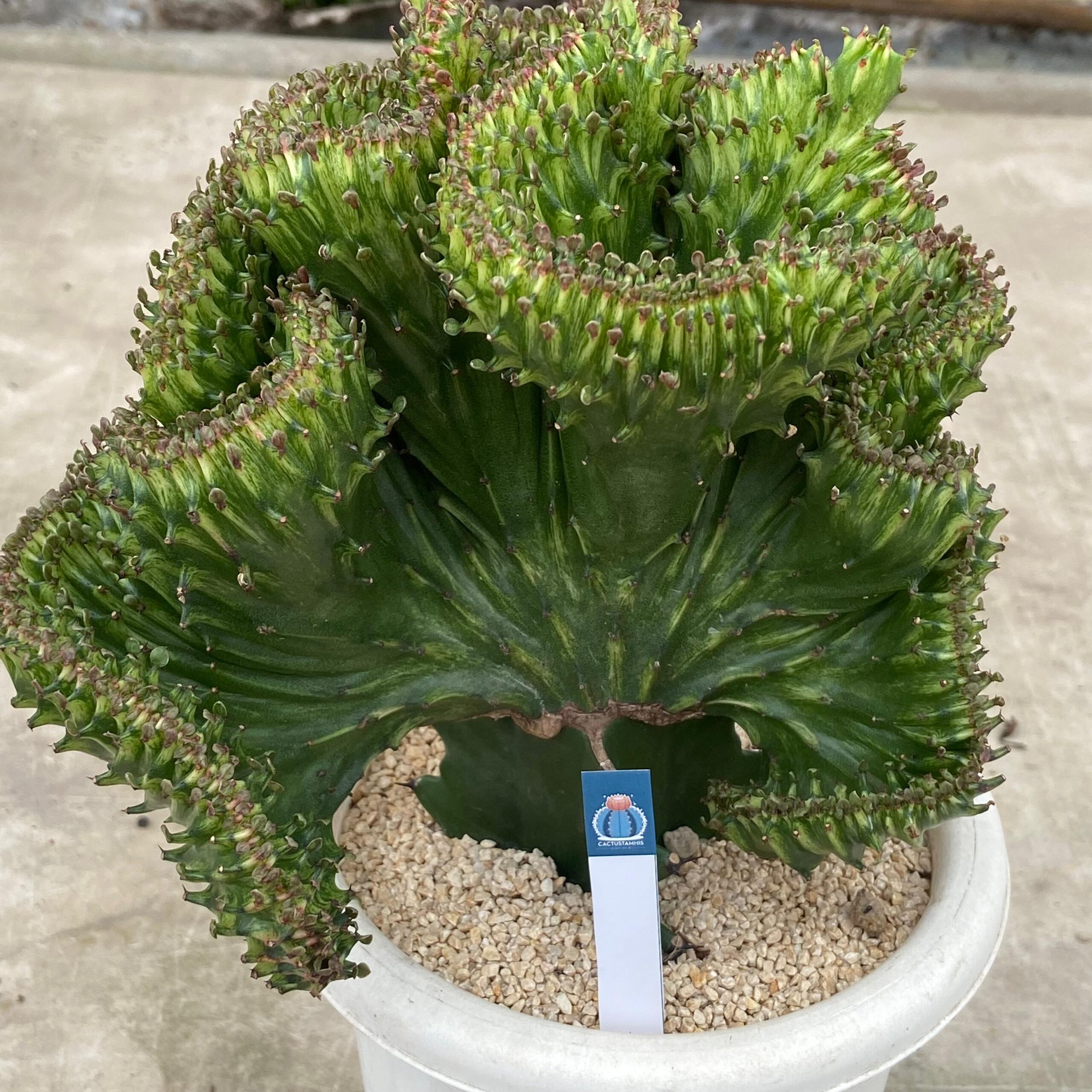 Euphorbia lactea grafting - Image 2