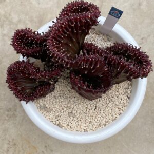 Euphorbia lactea ownroot