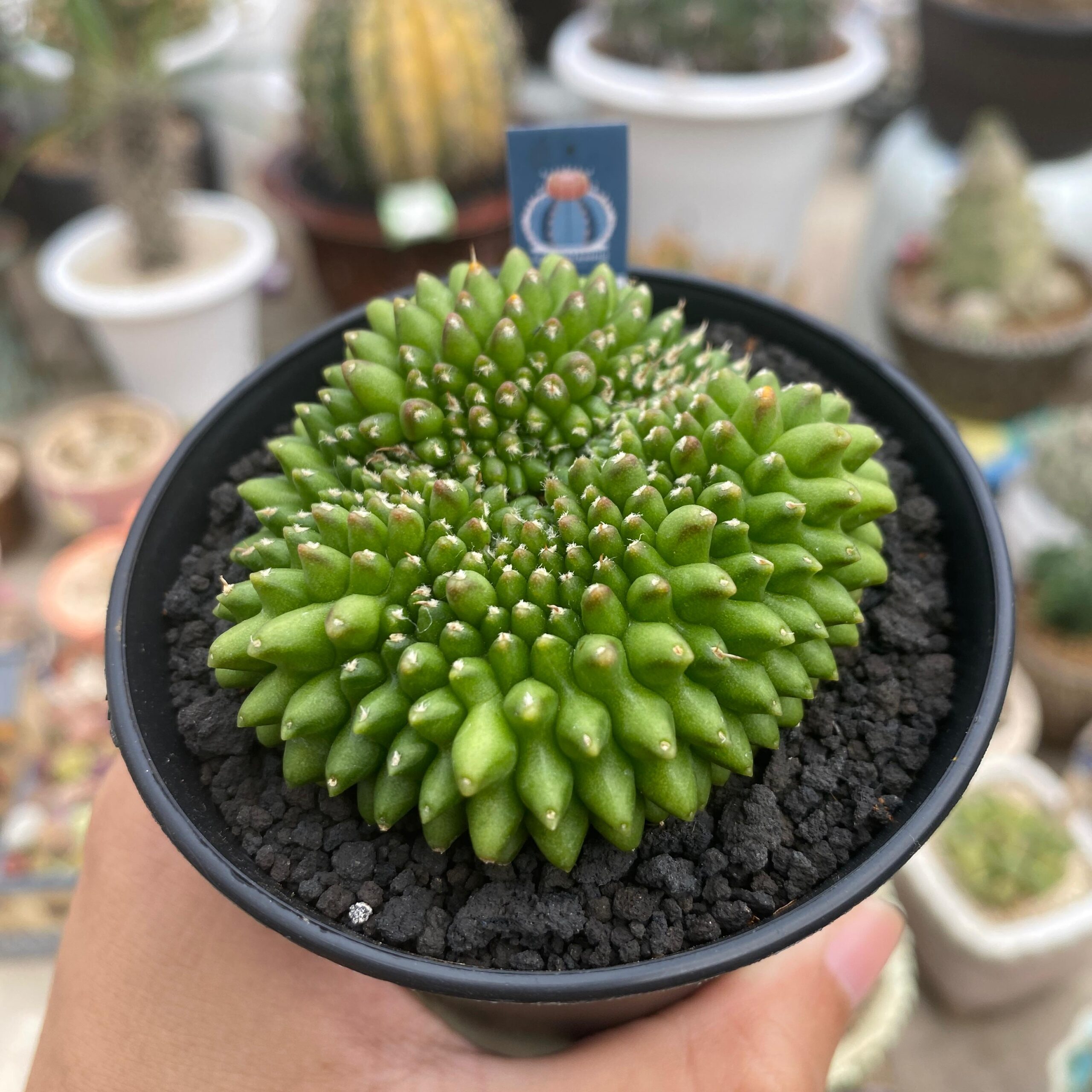 Gymnocalycium cristata - Image 2
