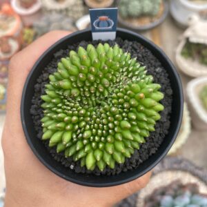 Gymnocalycium cristata