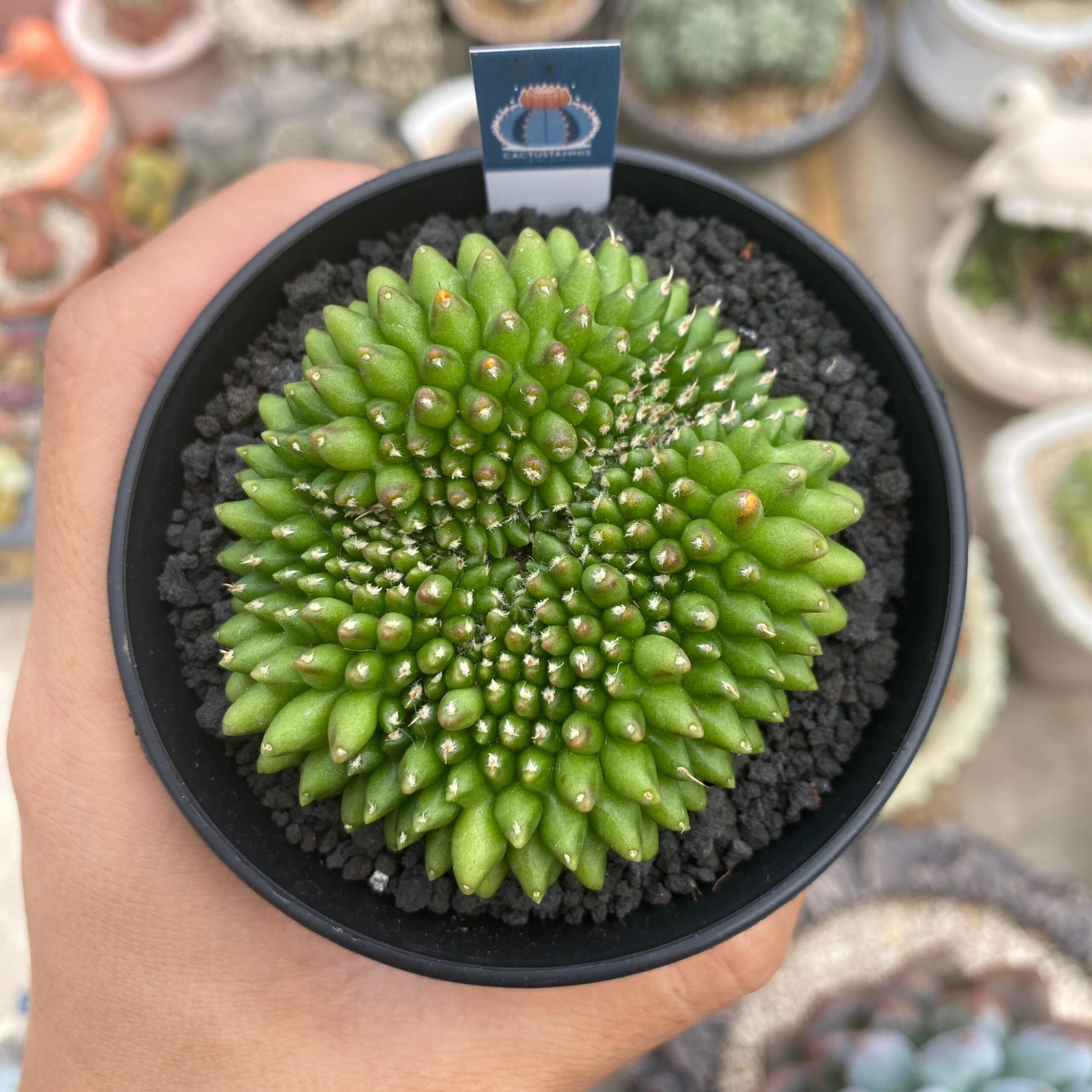 Gymnocalycium cristata