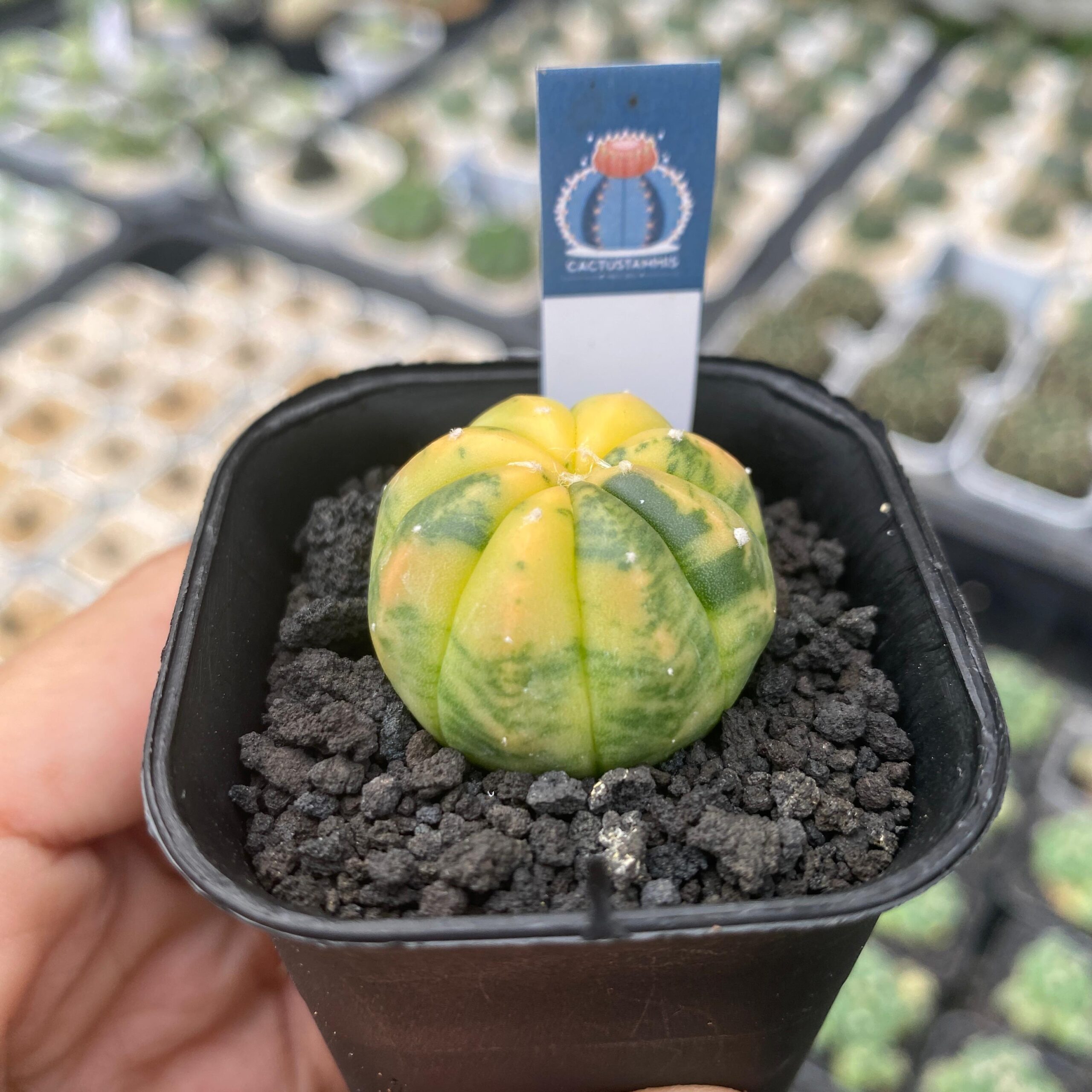 Astrophytum variegated - Image 2