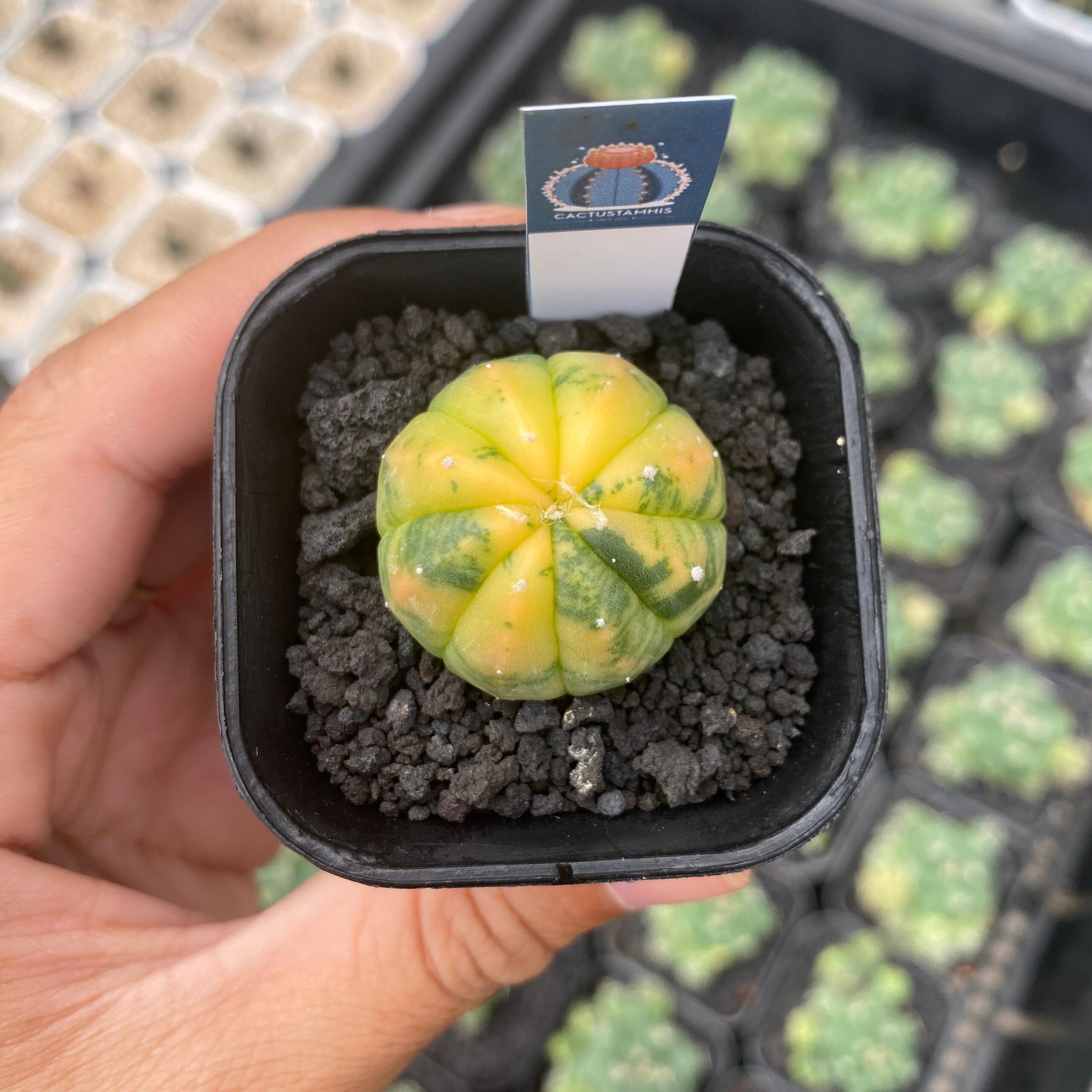 Astrophytum variegated