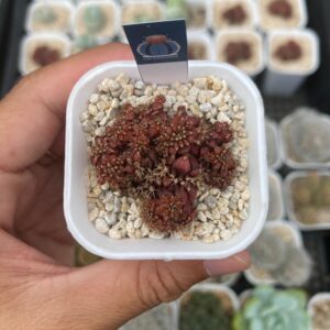 Gymnocalycium tlux cristata