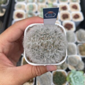 Mammilaria albicoma cristata