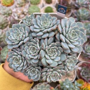 Echeveria pink minima