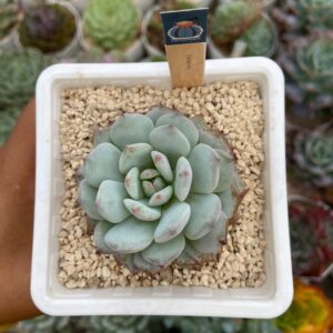 Echeveria yufurong