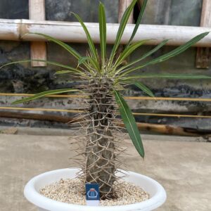 Pachypodium lamerei