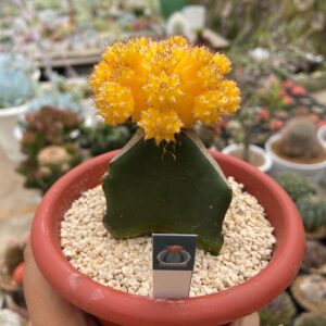 Gymnocalycium mihanivichii graft