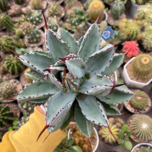 Agave potatorum Cv. Cubic