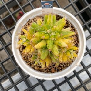 Dolichothele longimamma f. variegata