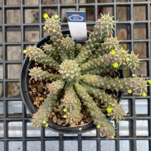 Euphorbia caput-medusae