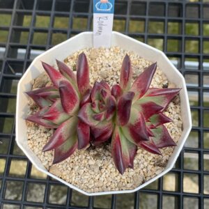 Echeveria rodman