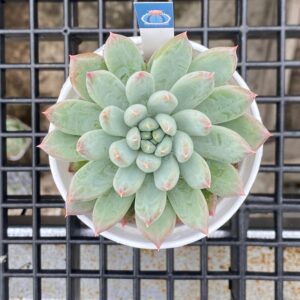 Echeveria merlot
