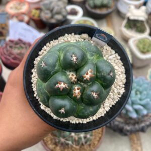 Coryphantha elephantidens titan