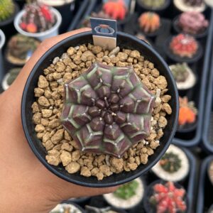Gymnocalycium son of daydream