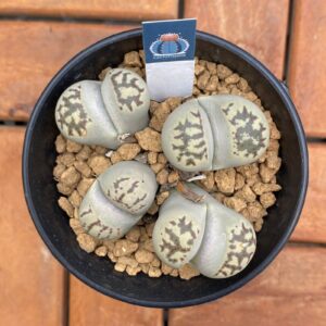 Lithops doroti cluster