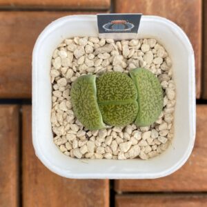 Lithops hookeri