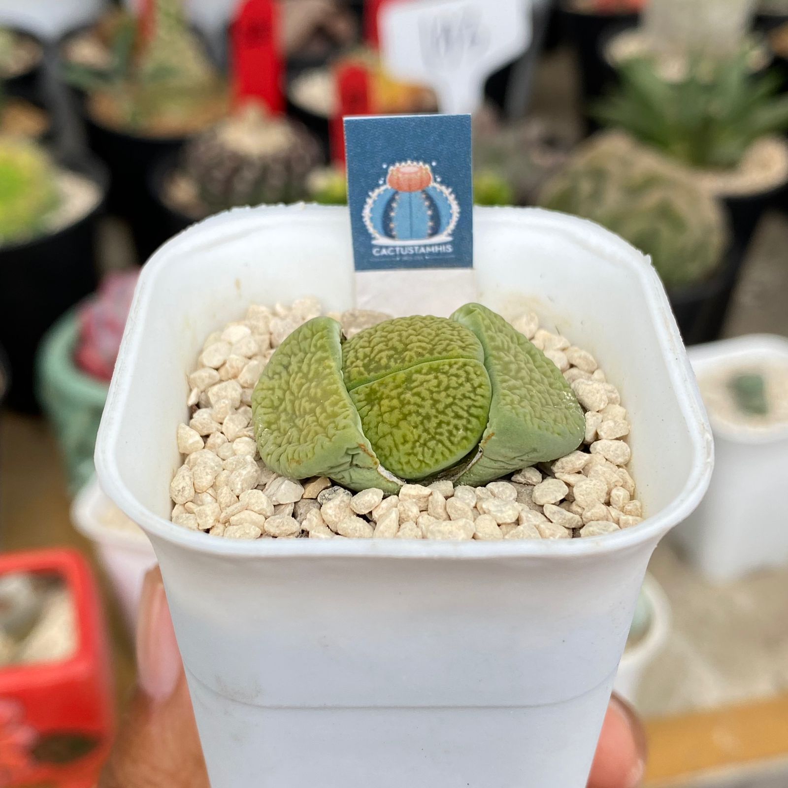 Lithops hookeri - Image 2