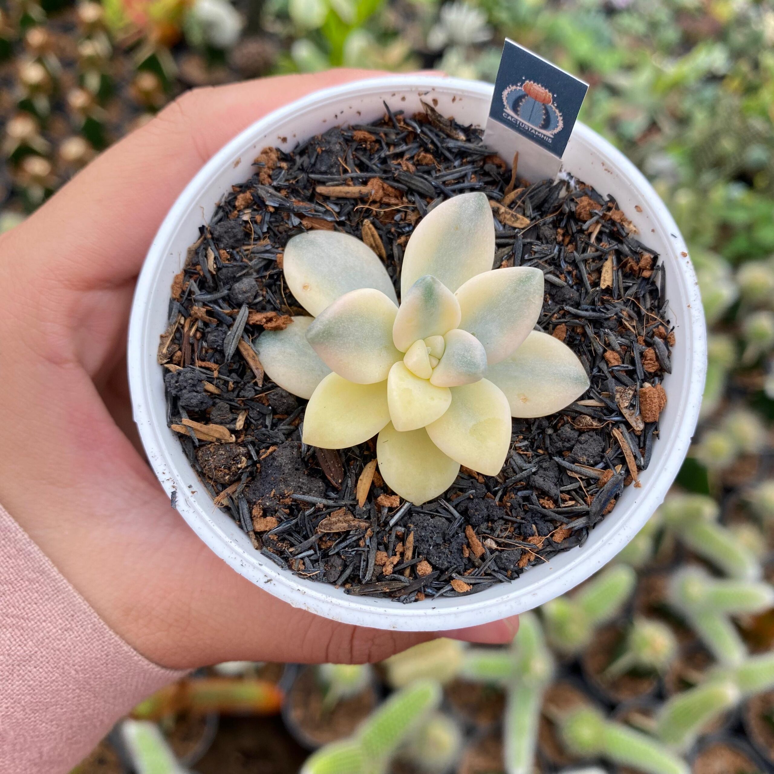 graptoveria titubans f variegata