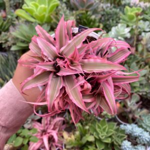 Cryptanthus bivittatus