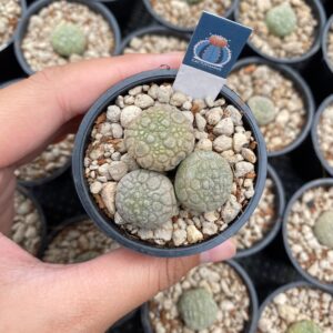 Pseudolithos