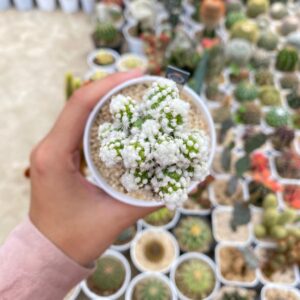 Mammillaria gracilis 'Oruga' grafted