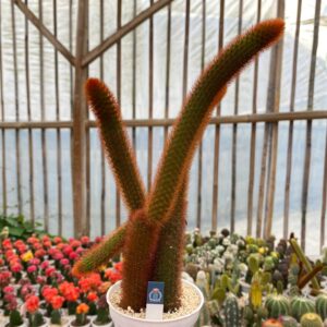 Cactus Haageocereus Pseudomelanostele red