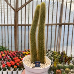 Cactus Haageocereus Pseudomelanostele yellow