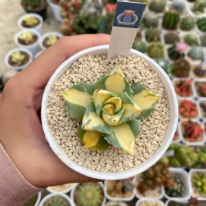 agave potatorum cv. shoji-raijin ́ var