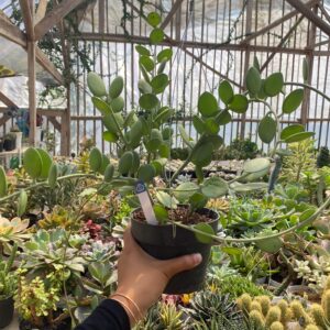 Xerosicyos Danguriyi " Silver Dollar Vine"