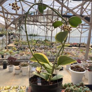 Hoya Kerrii Varigated