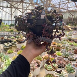 Callisia Navicularis