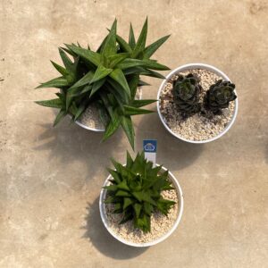 Paket 3 haworthia