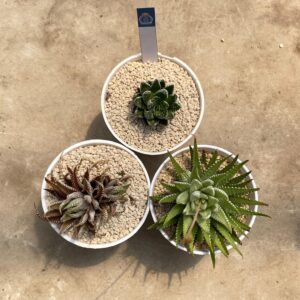 Paket 3 haworthia II