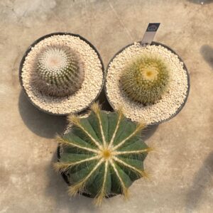 Paket 3 ownroot ( lening, noto, scopa)