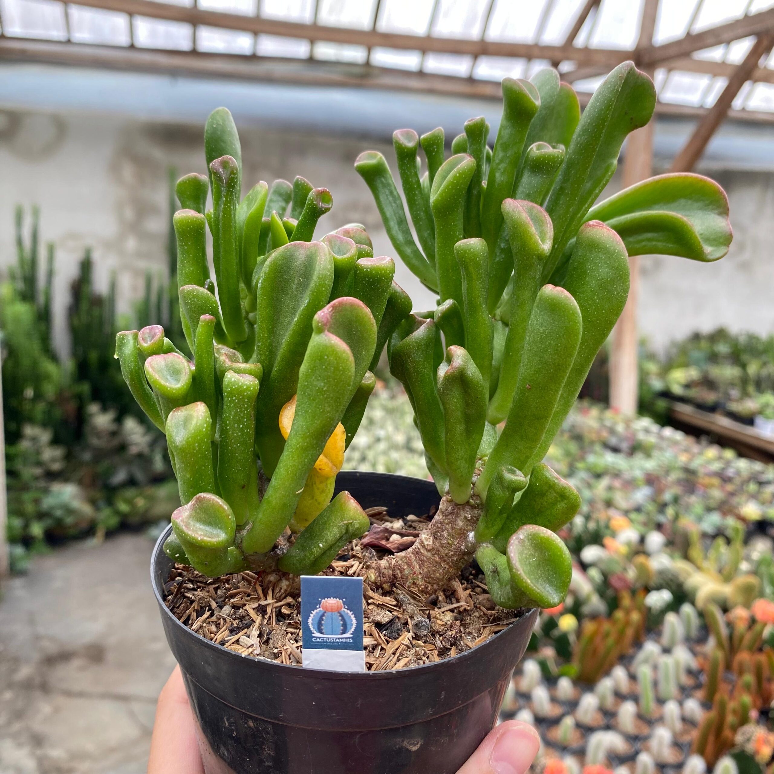 Crassula ovata Gollum size m