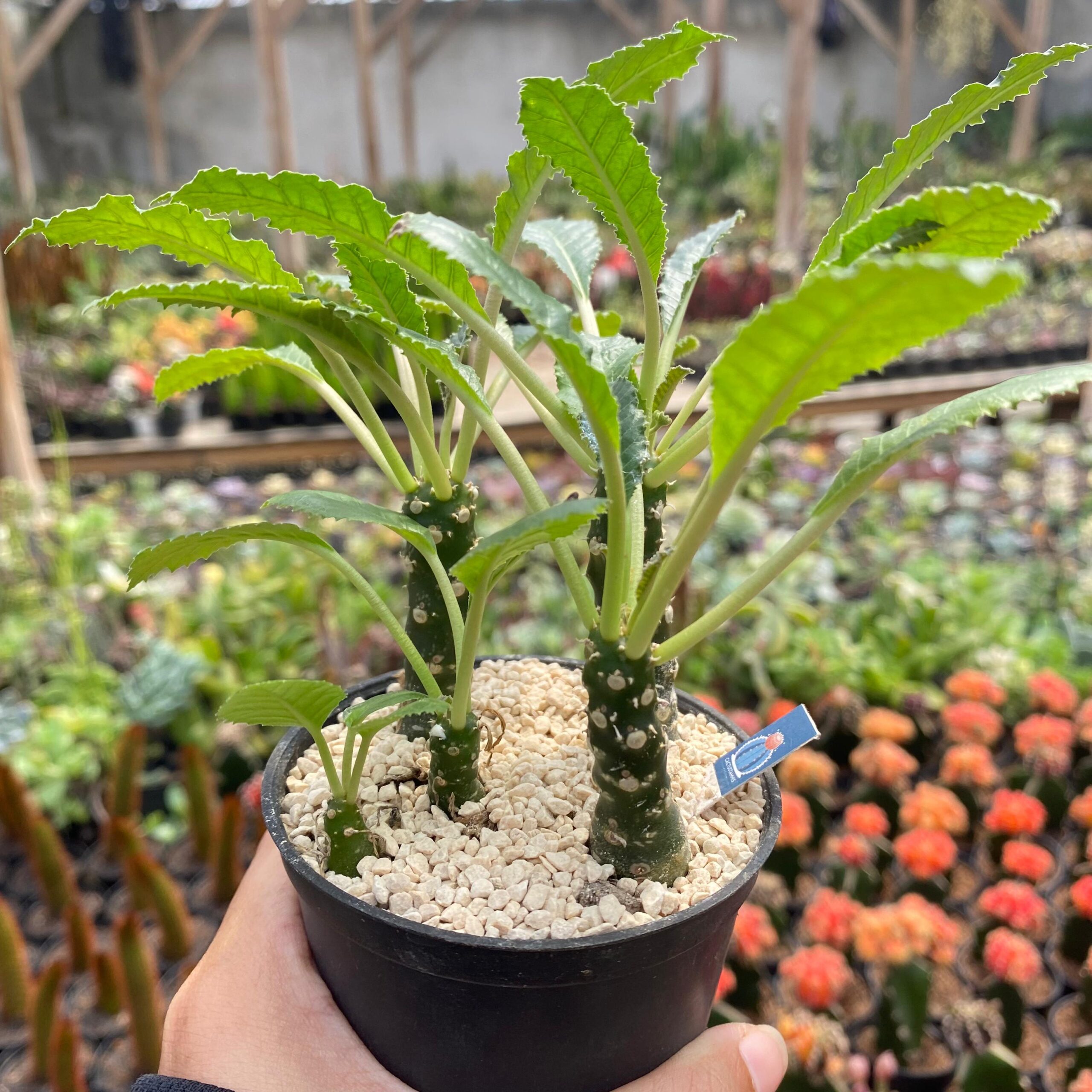 Dorstenia crispa - Image 2