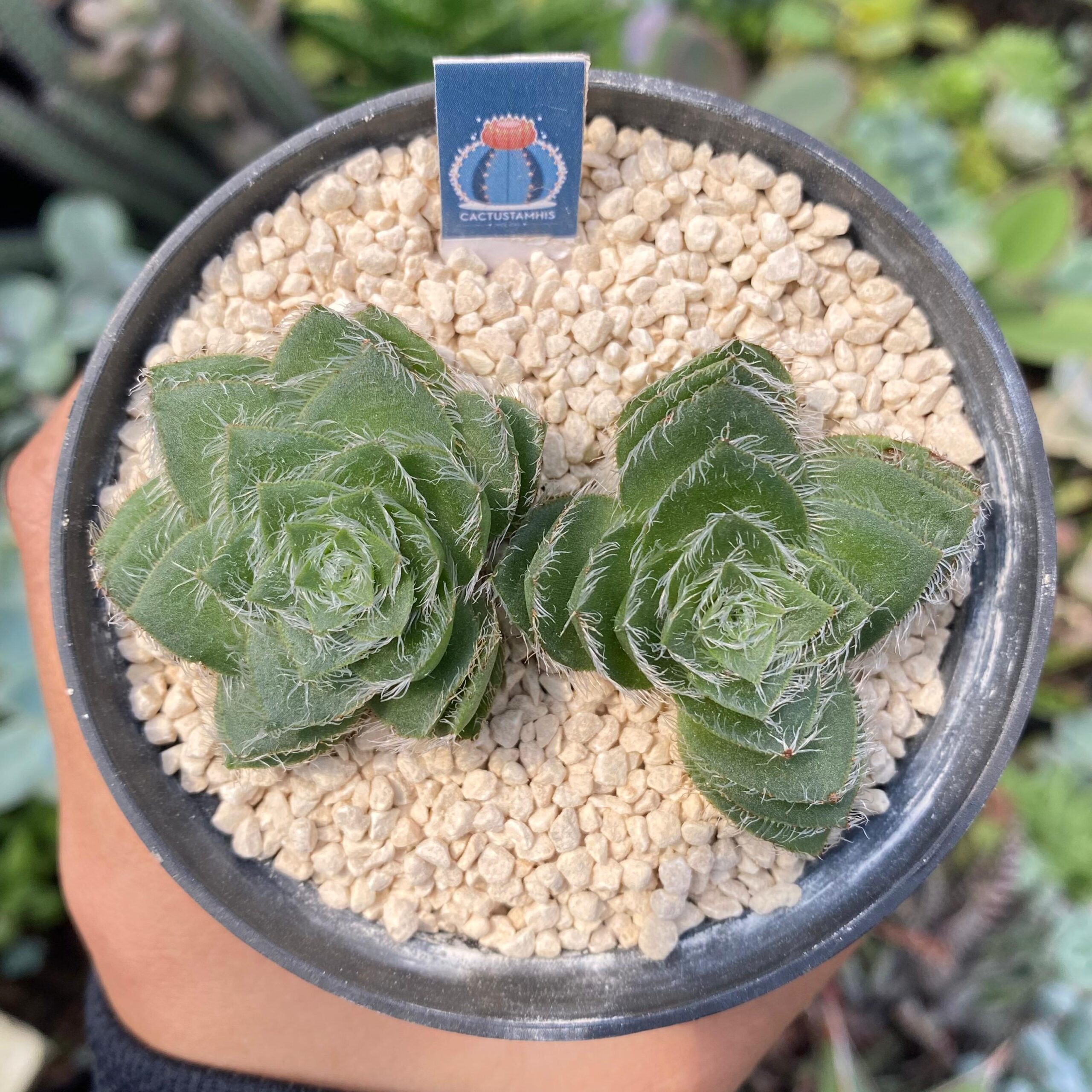 Crassula barbata