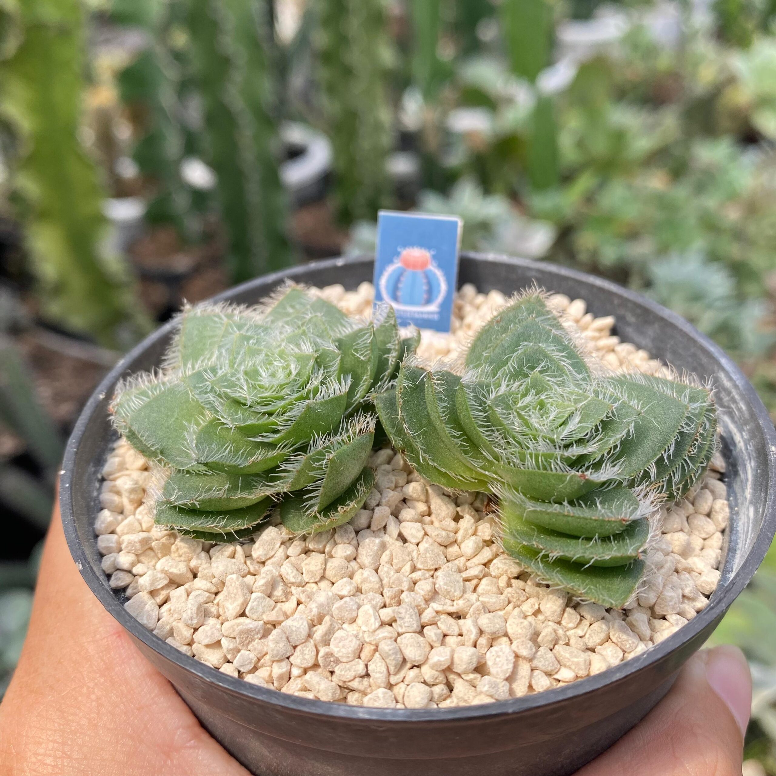 Crassula barbata - Image 2