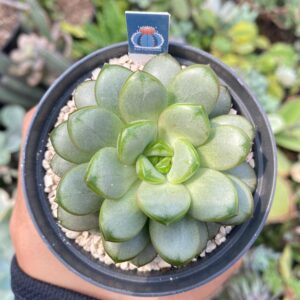 Graptoveria amethorum