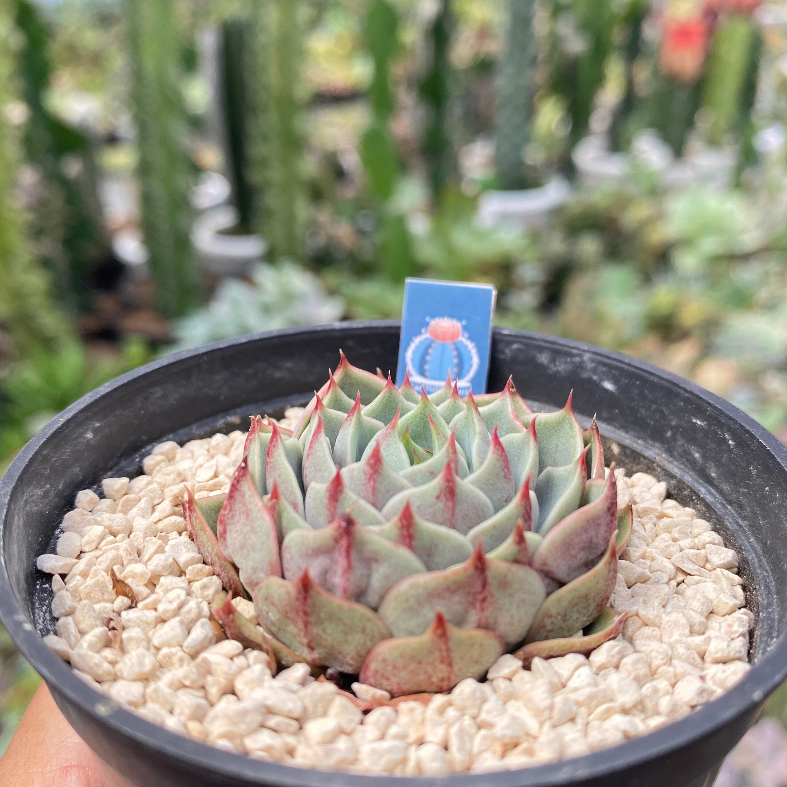 Echeveria ben badis - Image 2